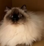 千葉県 A様 シシロ