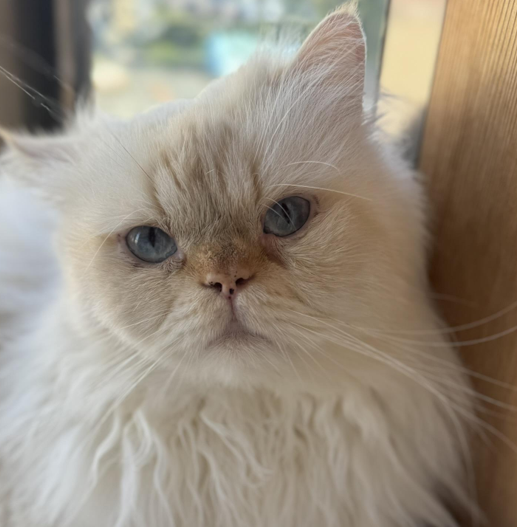 静岡県 D様 レオン