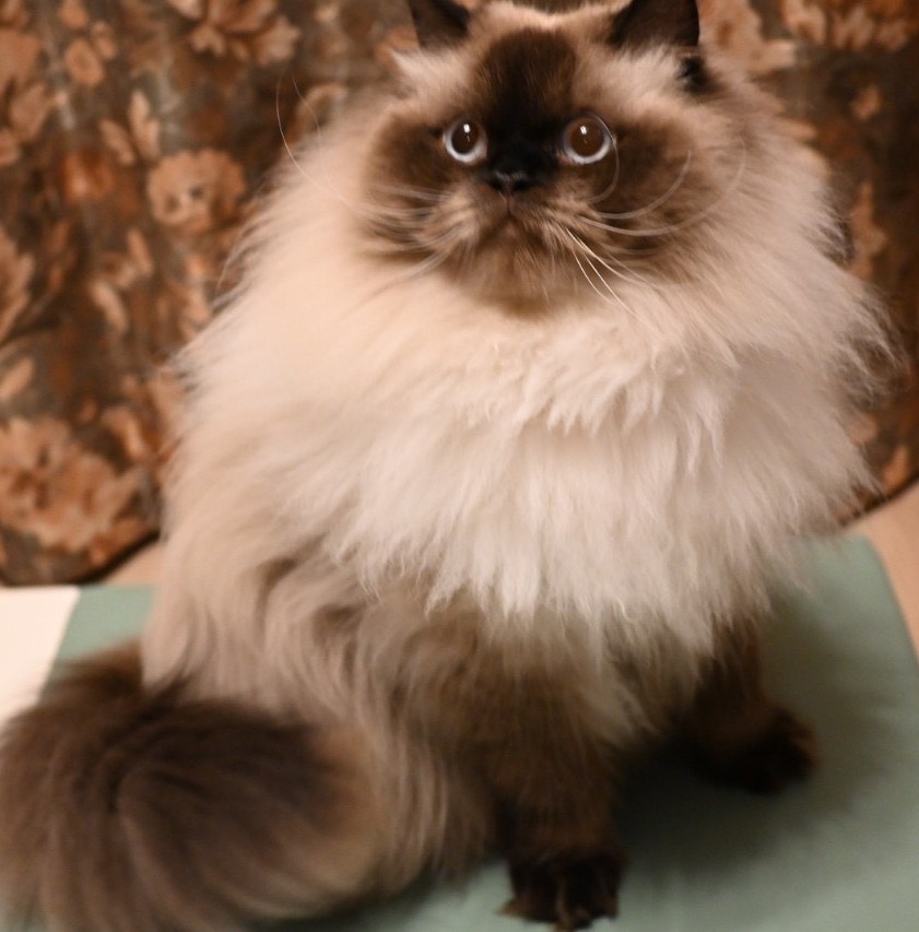 東京都 S様 ロロ