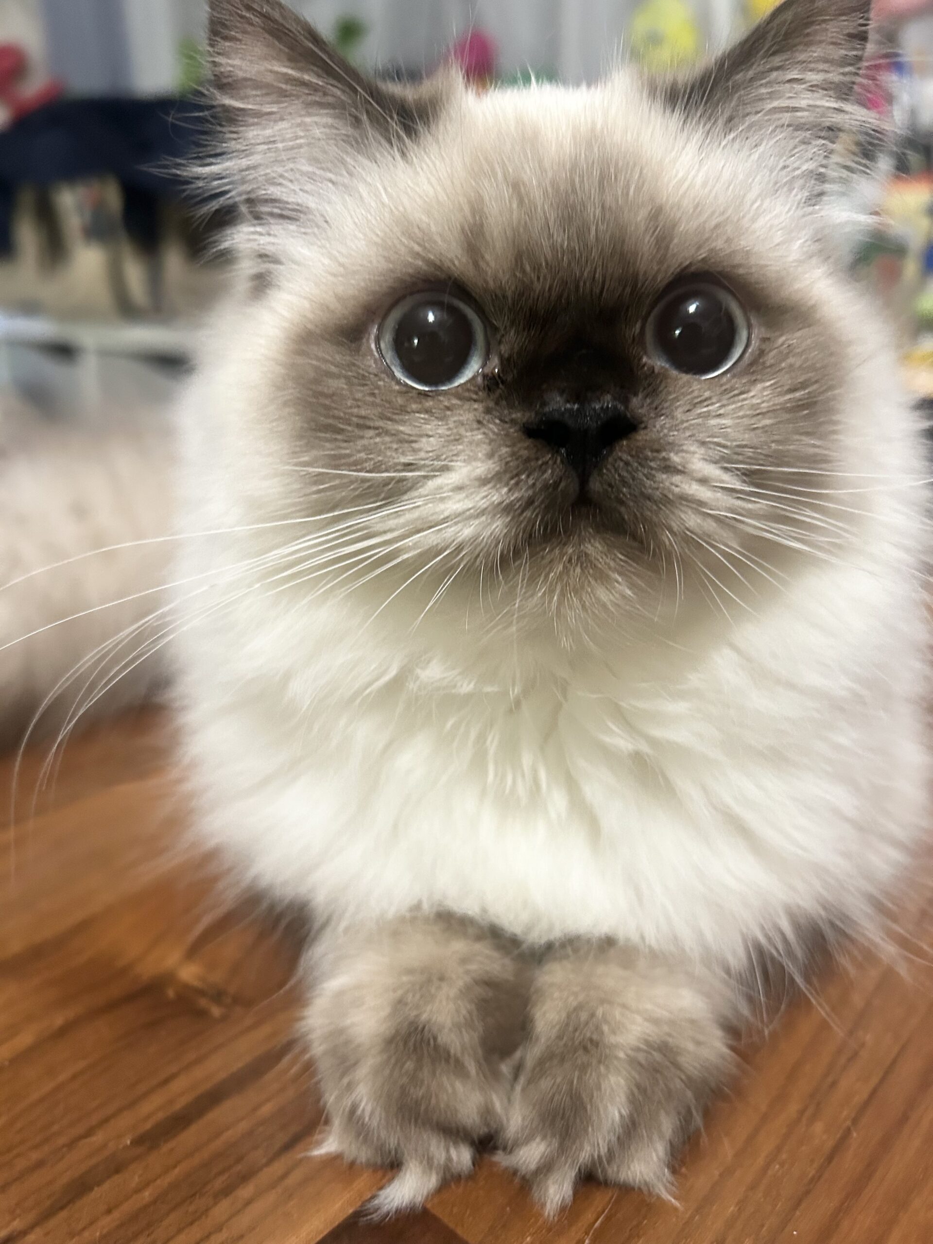 東京都 F 様 くま