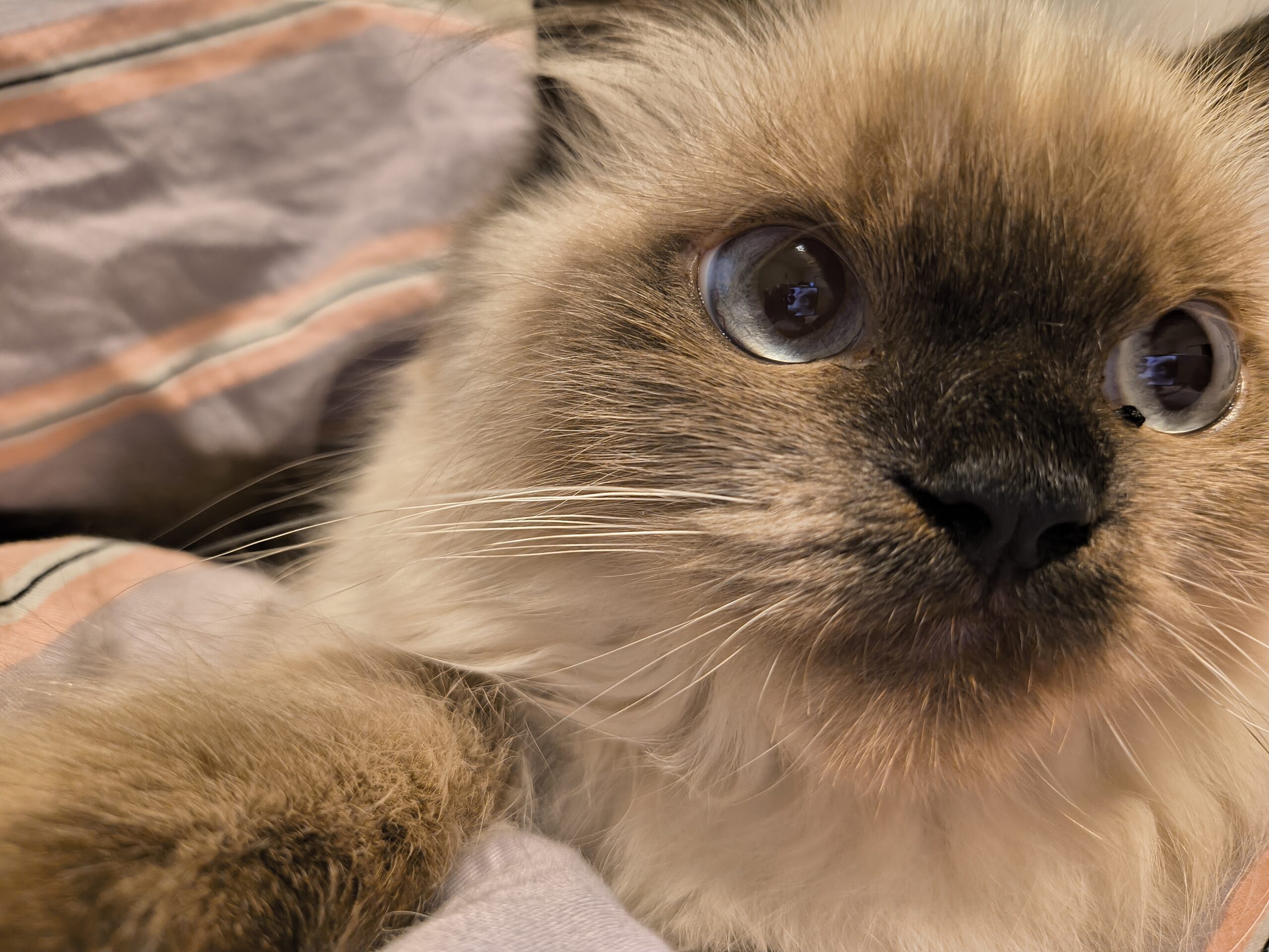 東京都 O 様ムタ